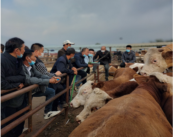 河北凉都道牧供应链管理有限责任公司活牛贸易首月实现开门红